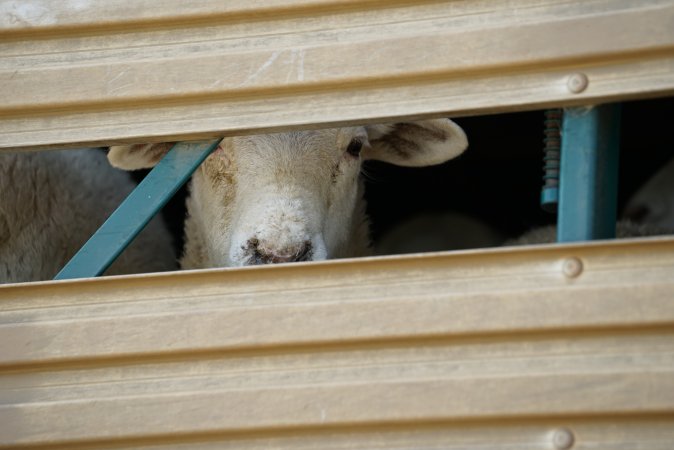 Sheep in transport truck