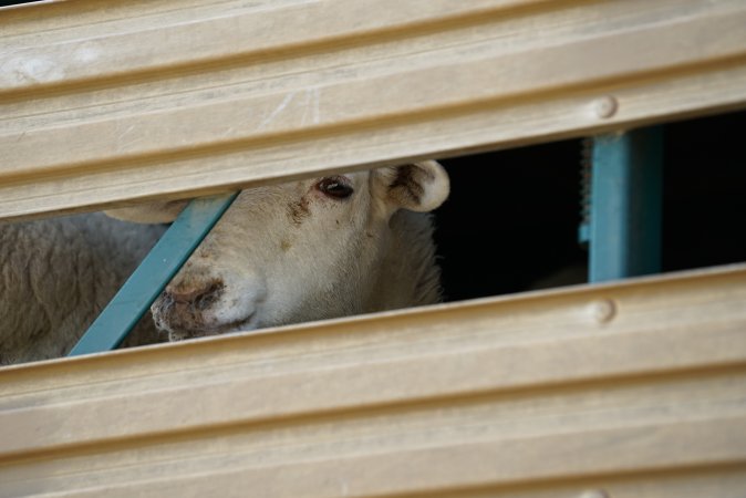 Sheep in transport truck