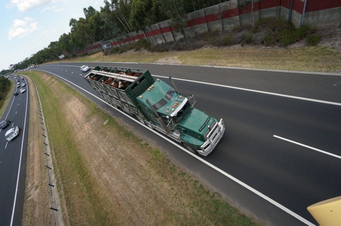 Cattle in truck on highway