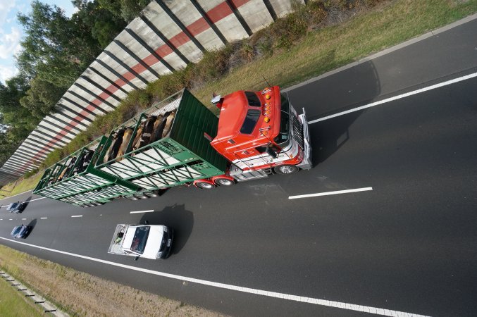 Cattle in truck on highway