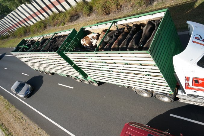 Cattle in truck on highway