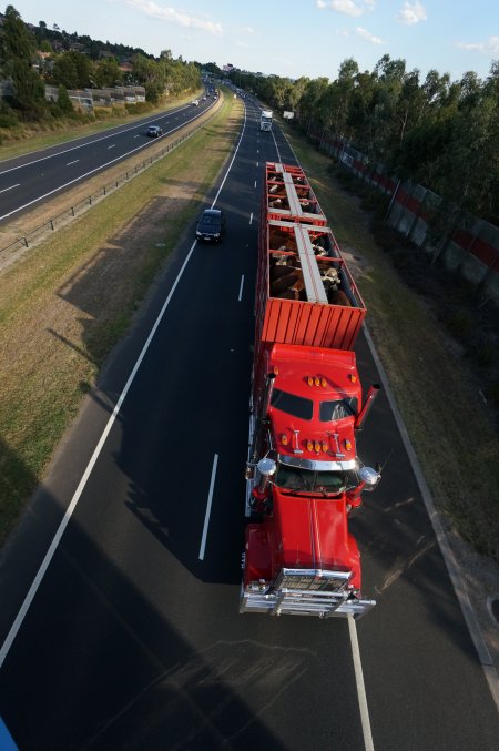 Cattle in truck on highway