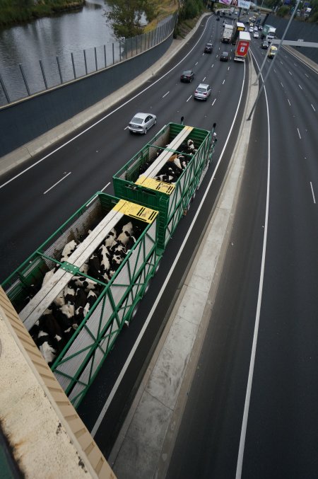 Cattle in truck on highway