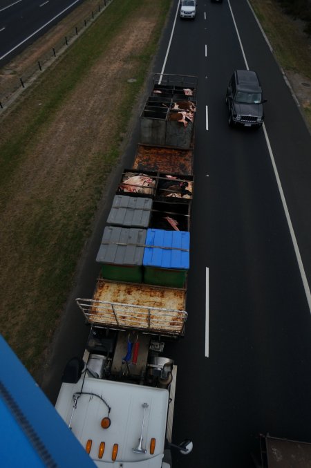 Cow skins in truck on highway