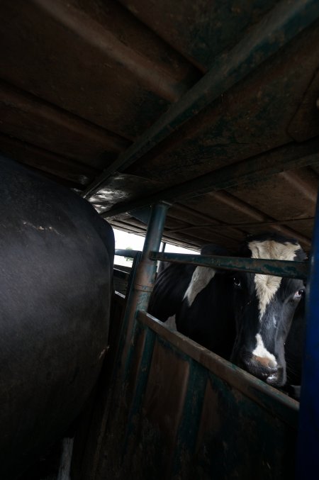 Cattle in truck on highway