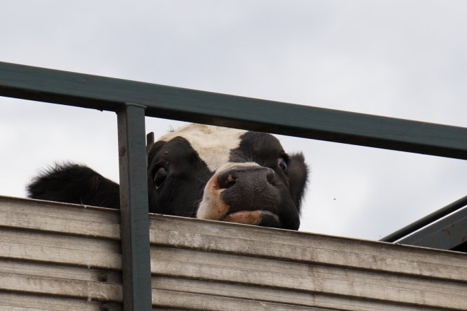 Cattle in truck on highway