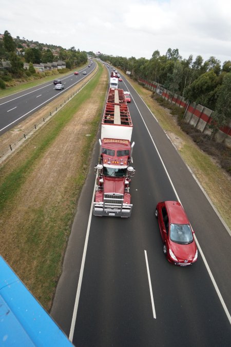 Cattle in truck on highway