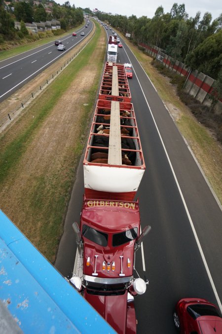 Cattle in truck on highway