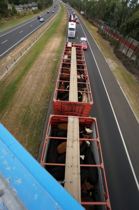 Cattle in truck on highway