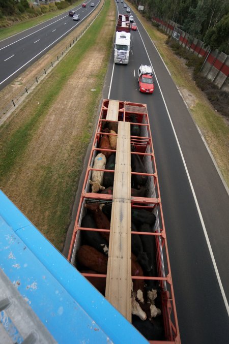 Cattle in truck on highway