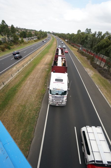 Cattle in truck on highway