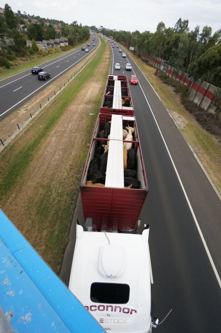 Cattle in truck on highway