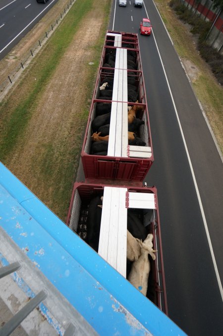 Cattle in truck on highway