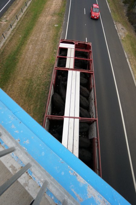 Cattle in truck on highway