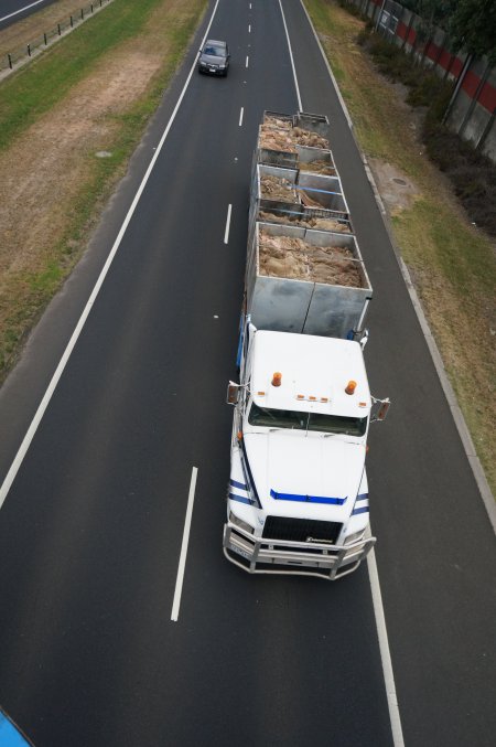 Sheep skins in truck on highway