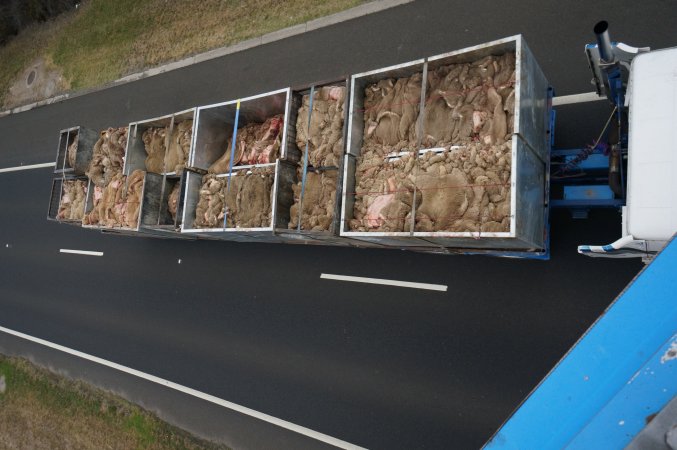 Sheep skins in truck on highway