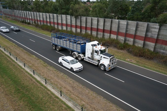 Cattle in truck on highway