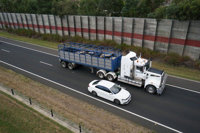 Cattle in truck on highway