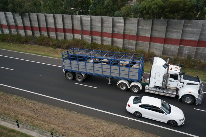 Cattle in truck on highway