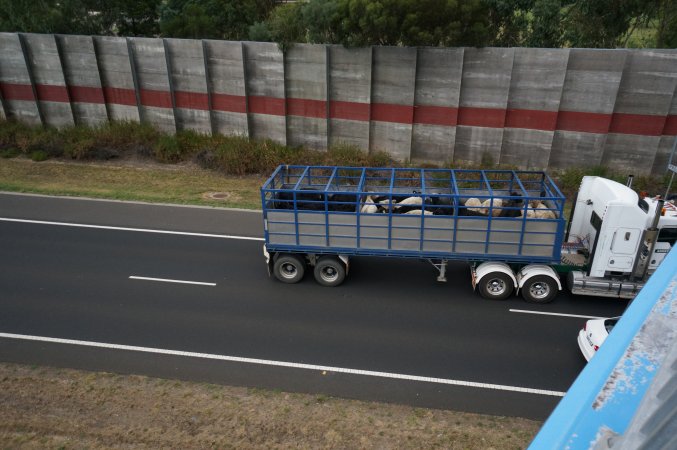 Cattle in truck on highway