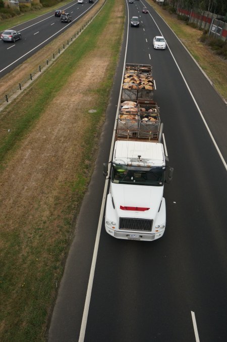 Cow skins on truck