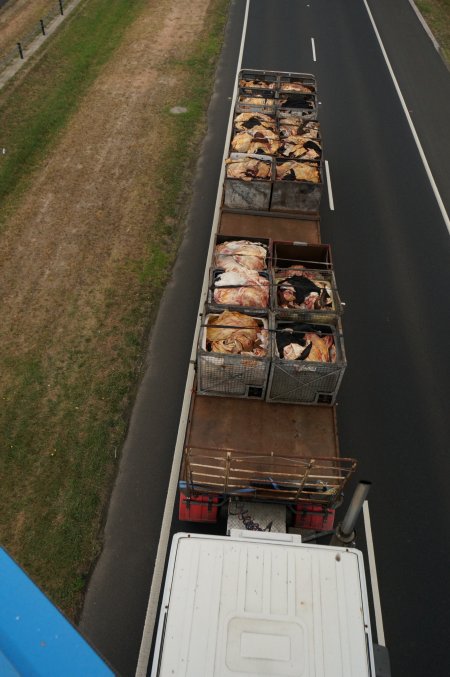 Cow skins on truck