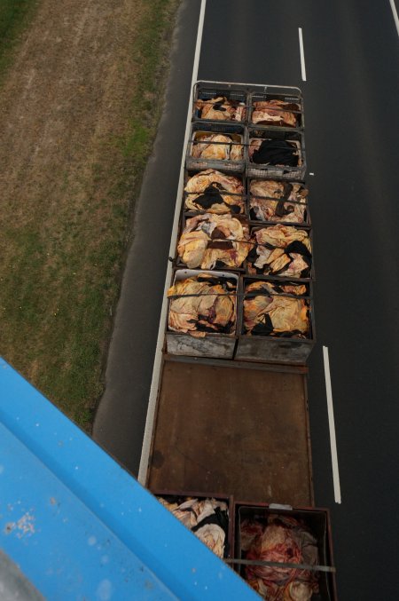 Cow skins on truck