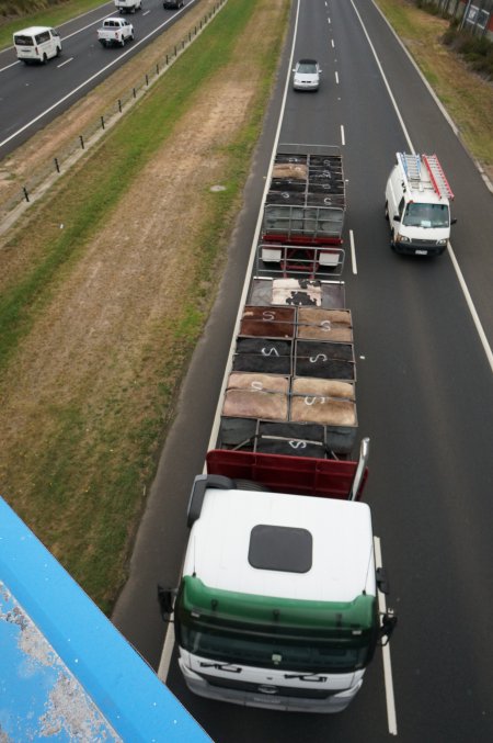 Cow skins on truck