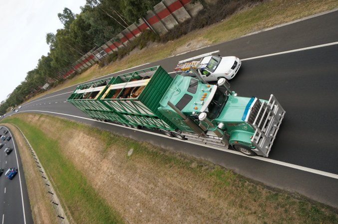 Cattle truck on highway