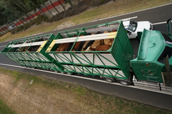 Cattle truck on highway