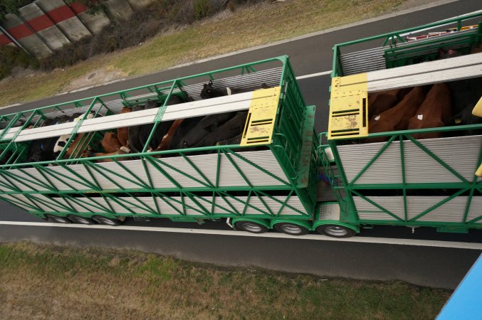 Cattle truck on highway