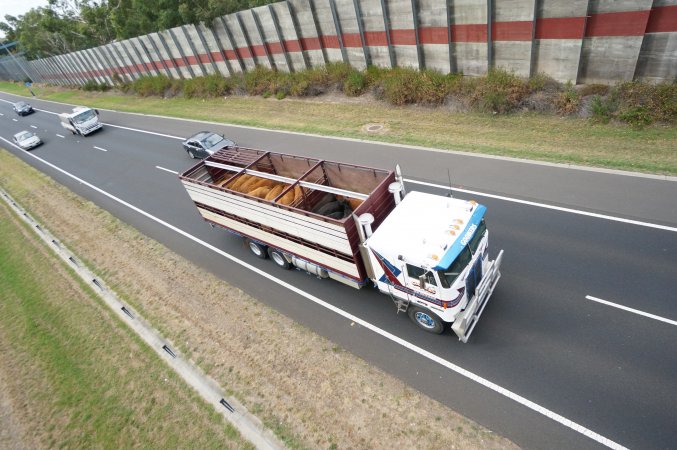 Cattle truck on highway