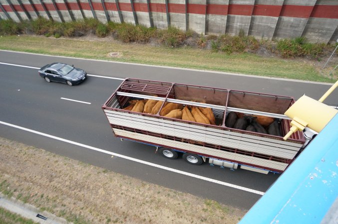 Cattle truck on highway