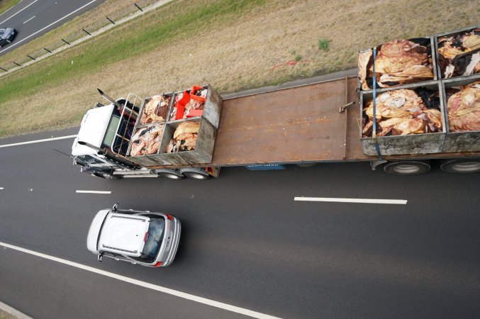 Cow skins on truck