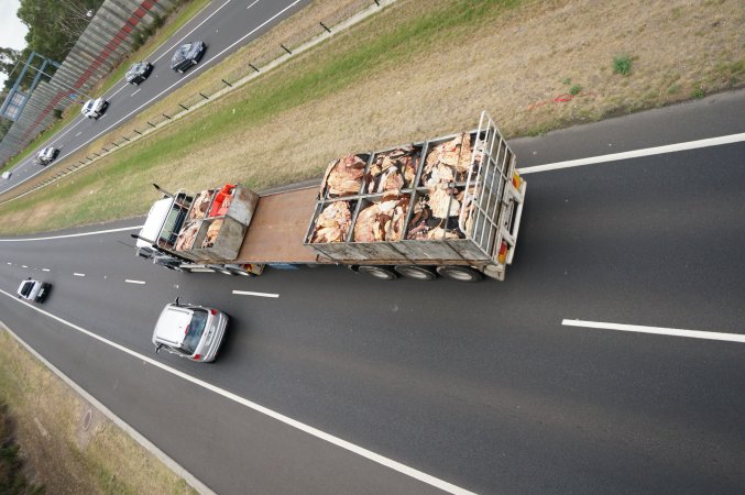 Cow skins on truck