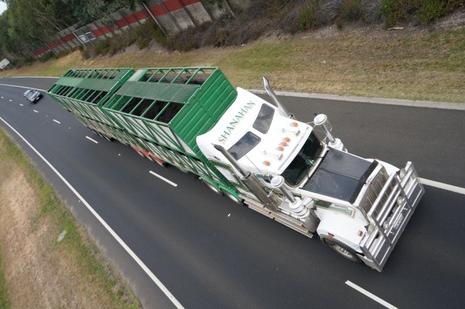 Cattle truck on highway