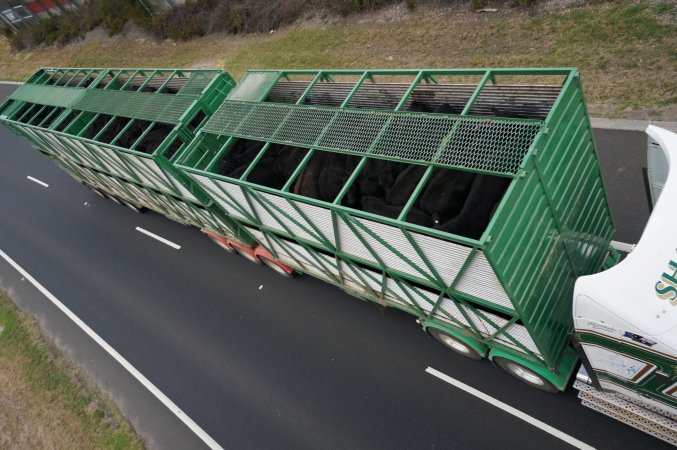 Cattle truck on highway