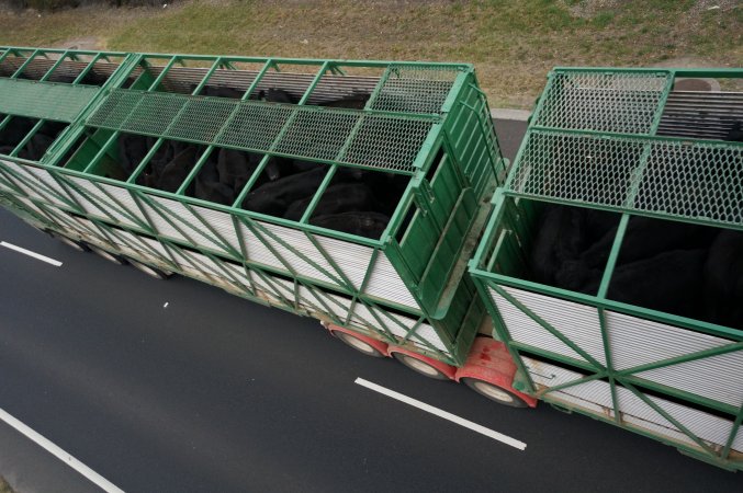 Cattle truck on highway