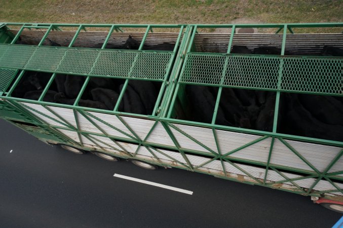 Cattle truck on highway