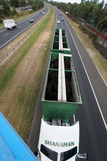 Cattle truck on highway