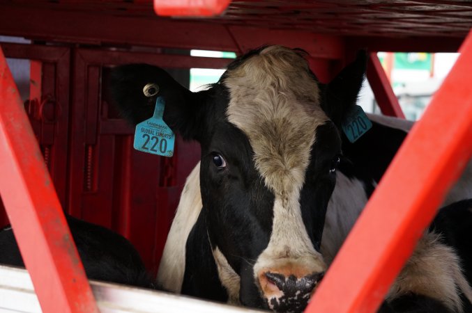 Cattle truck on highway