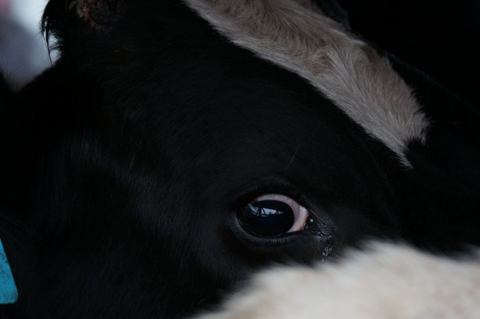 Cattle truck on highway