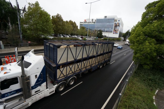 Cattle truck on highway