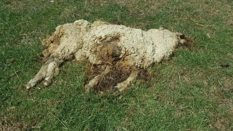 Dead Sheep