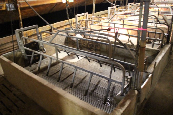 Empty Farrowing Crates