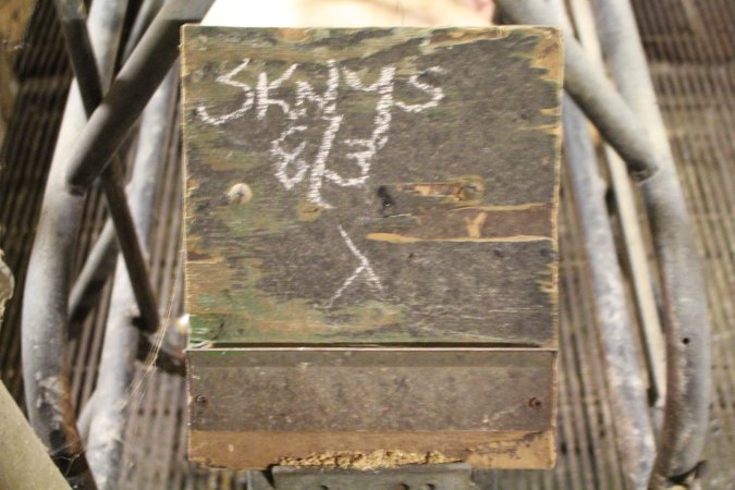 Chalk board of skinny piglets details