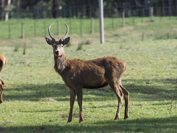 Red Deer on a farm in North-East Victoria