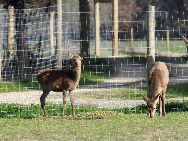 Red Deer on a farm in North-East Victoria