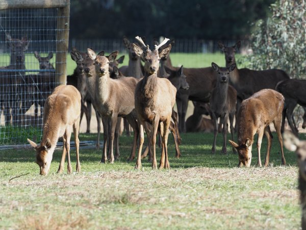 Red Deer on a farm in North-East Victoria