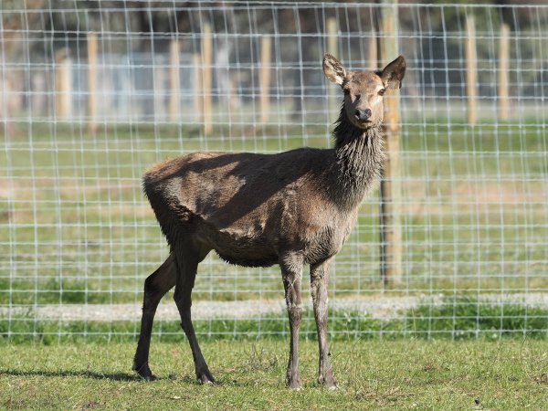 Red Deer on a farm in North-East Victoria